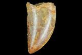 Serrated, Juvenile Carcharodontosaurus Tooth #77080-1